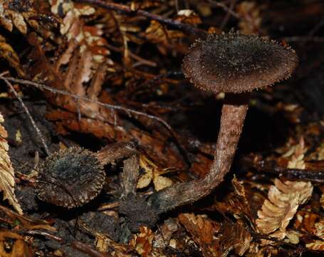 Image of Inocybe calamistratoides E. Horak 1978