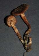 Imagem de Inocybe calamistratoides E. Horak 1978