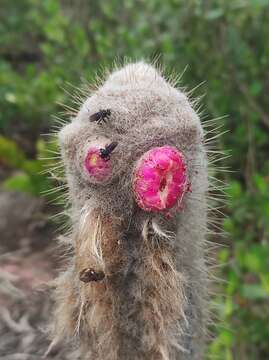 Image of Micranthocereus purpureus (Gürke) F. Ritter