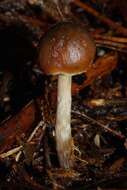 Image of Psilocybe aucklandiae Guzmán, C. C. King & Bandala 1991