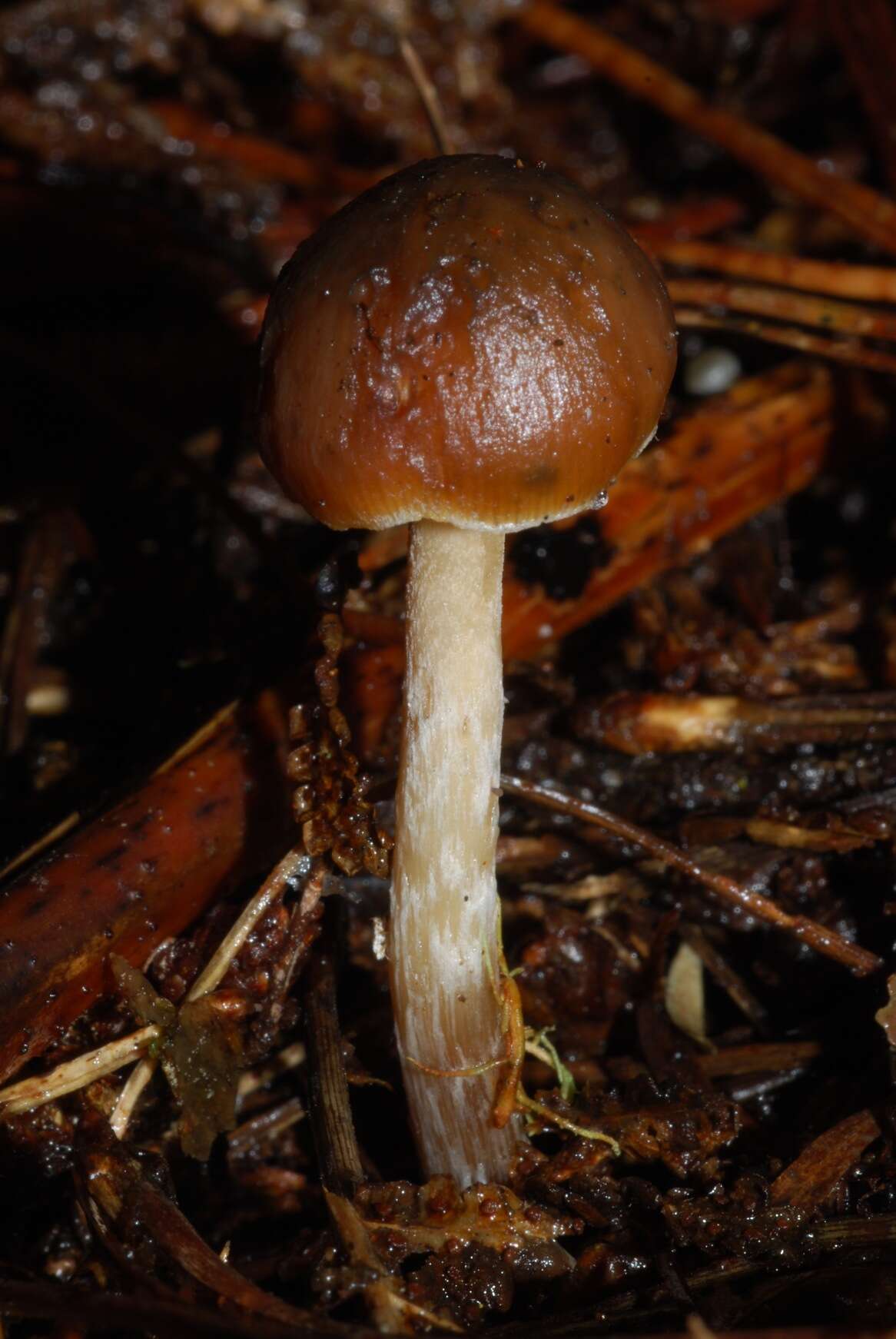 Image of Psilocybe aucklandiae Guzmán, C. C. King & Bandala 1991