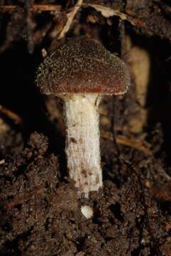 Image of Inocybe calamistratoides E. Horak 1978