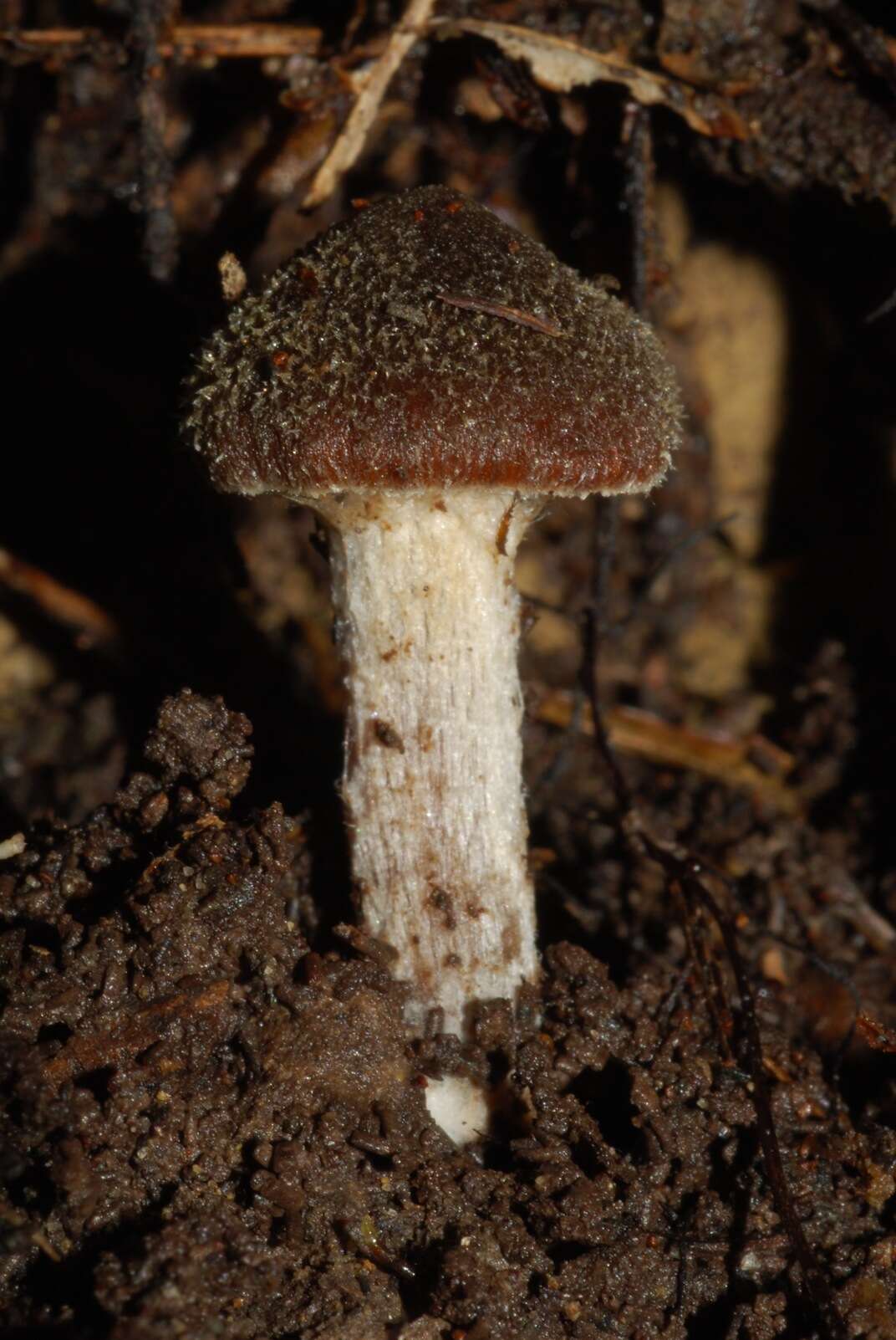 Imagem de Inocybe calamistratoides E. Horak 1978