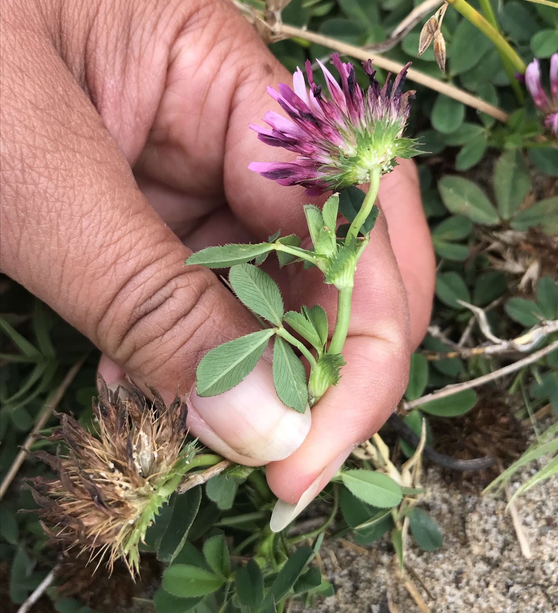 Image of cows clover