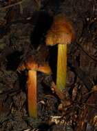 Image de Hygrocybe astatogala R. Heim ex Heinem. 1963