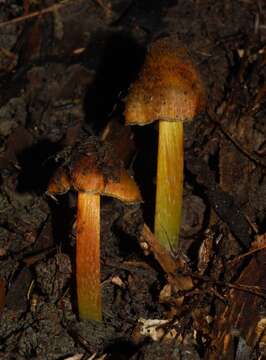 Image of Hygrocybe astatogala R. Heim ex Heinem. 1963