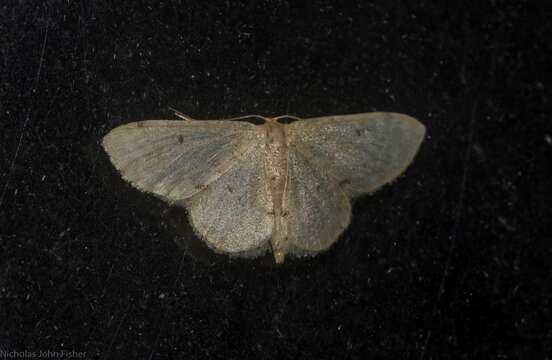 صورة Idaea pilosata Warren 1898