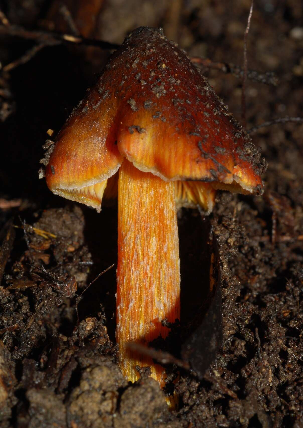 Image de Hygrocybe astatogala R. Heim ex Heinem. 1963