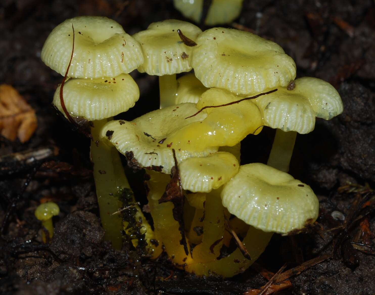 Image de Hygrocybe chromolimonea (G. Stev.) T. W. May & A. E. Wood 1995