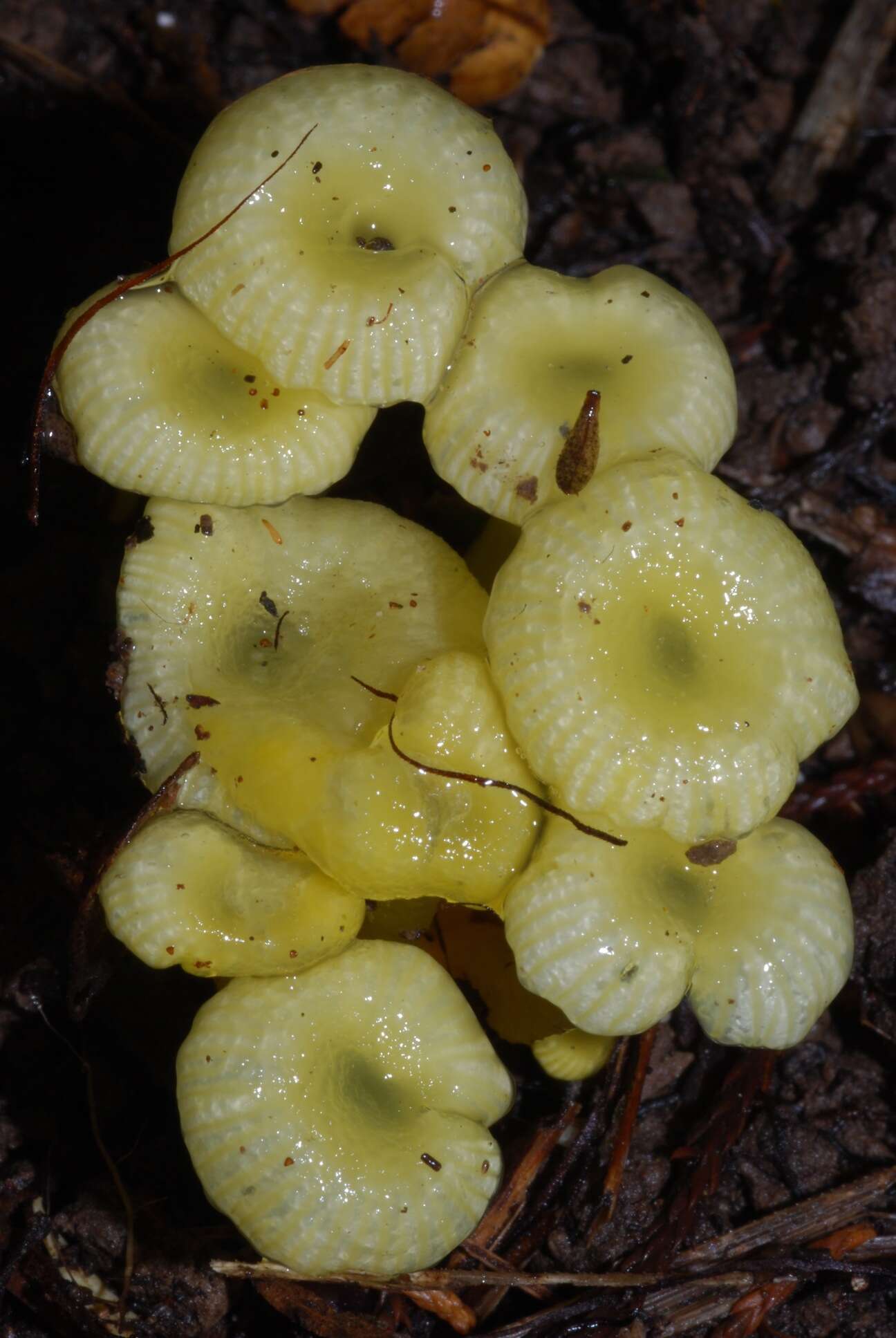 Image de Hygrocybe chromolimonea (G. Stev.) T. W. May & A. E. Wood 1995