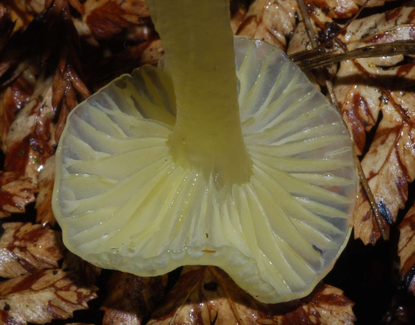 Image de Hygrocybe chromolimonea (G. Stev.) T. W. May & A. E. Wood 1995