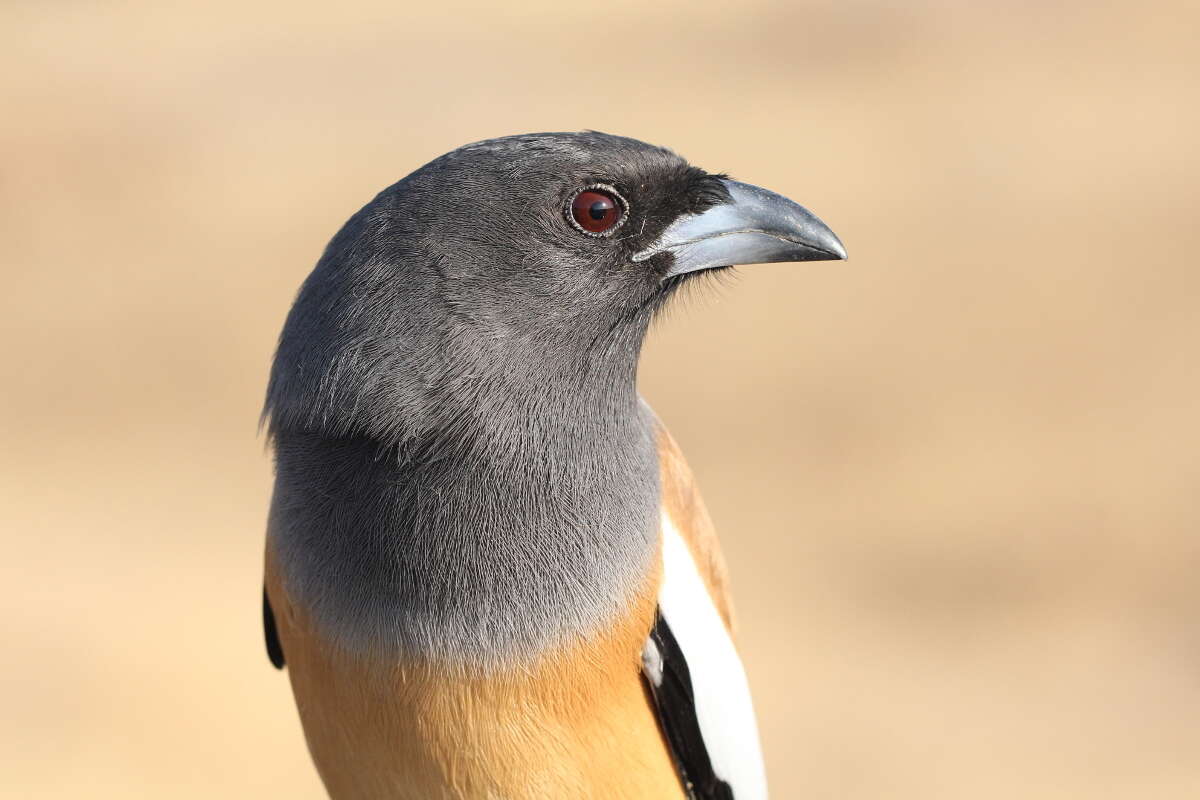 Image of Rufous Treepie