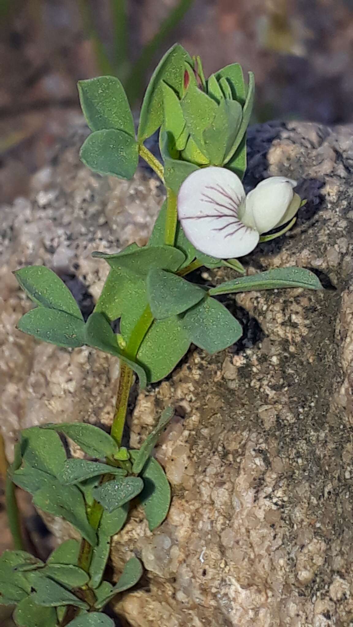 Image de Lotus conimbricensis Brot.