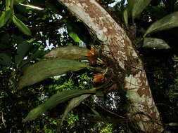 Image of Bifrenaria tetragona (Lindl.) Schltr.