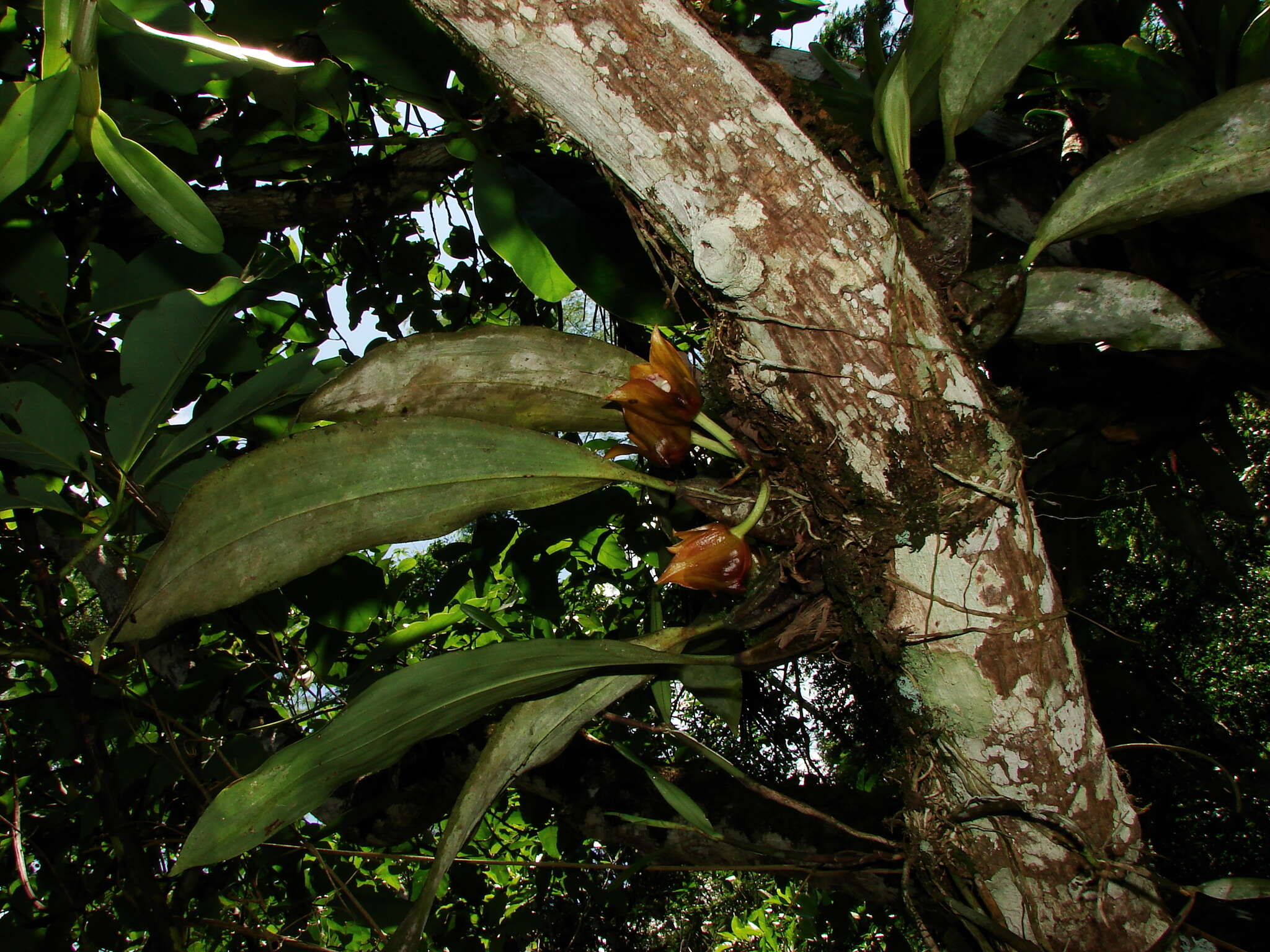 Image of Bifrenaria tetragona (Lindl.) Schltr.