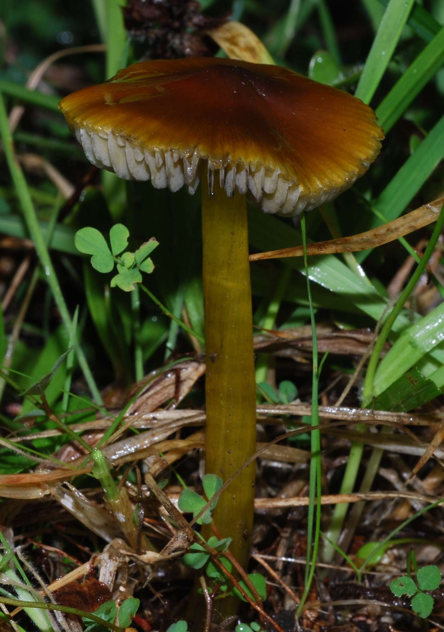 Image de Hygrophore conique