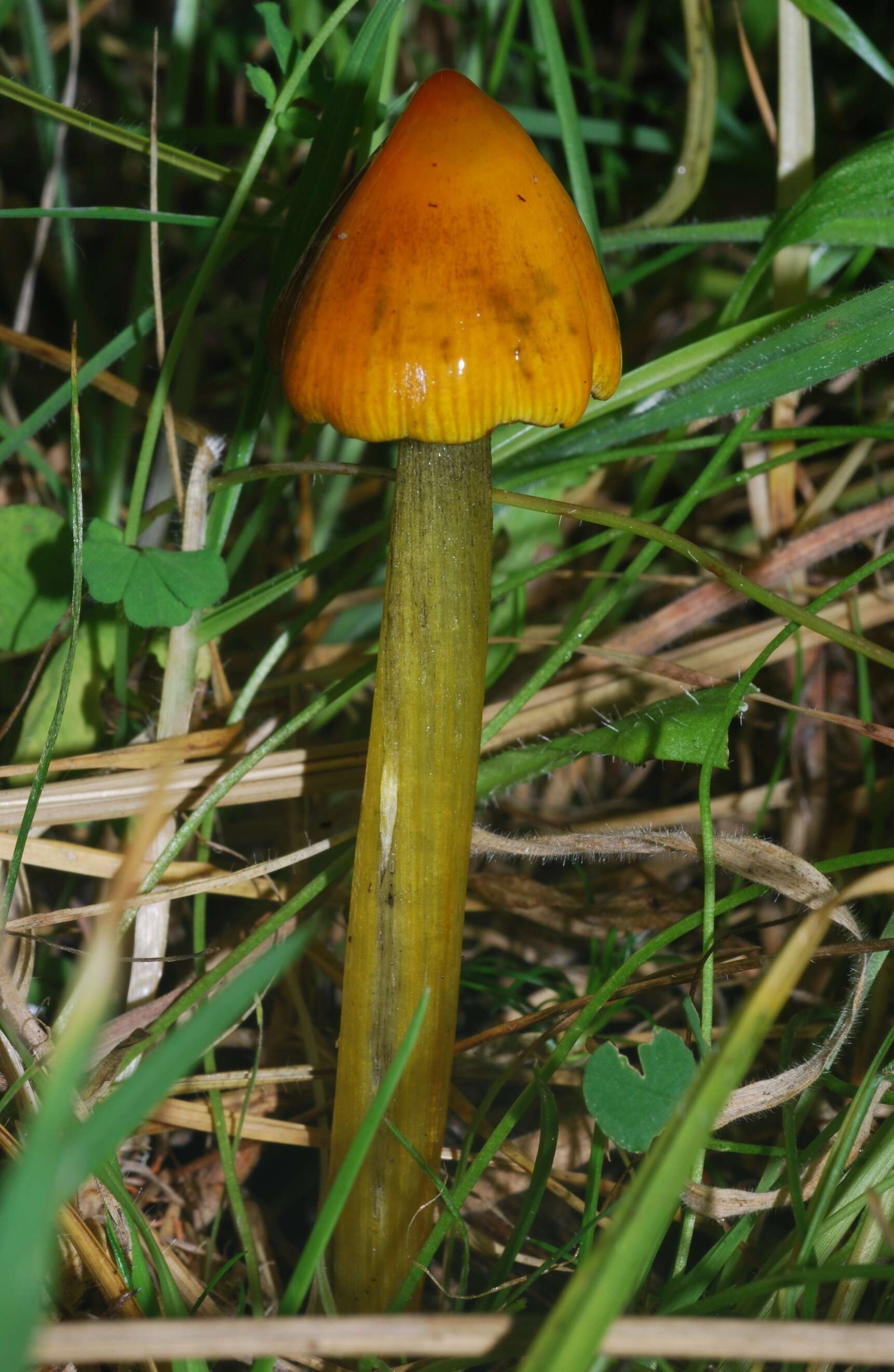 Image de Hygrophore conique