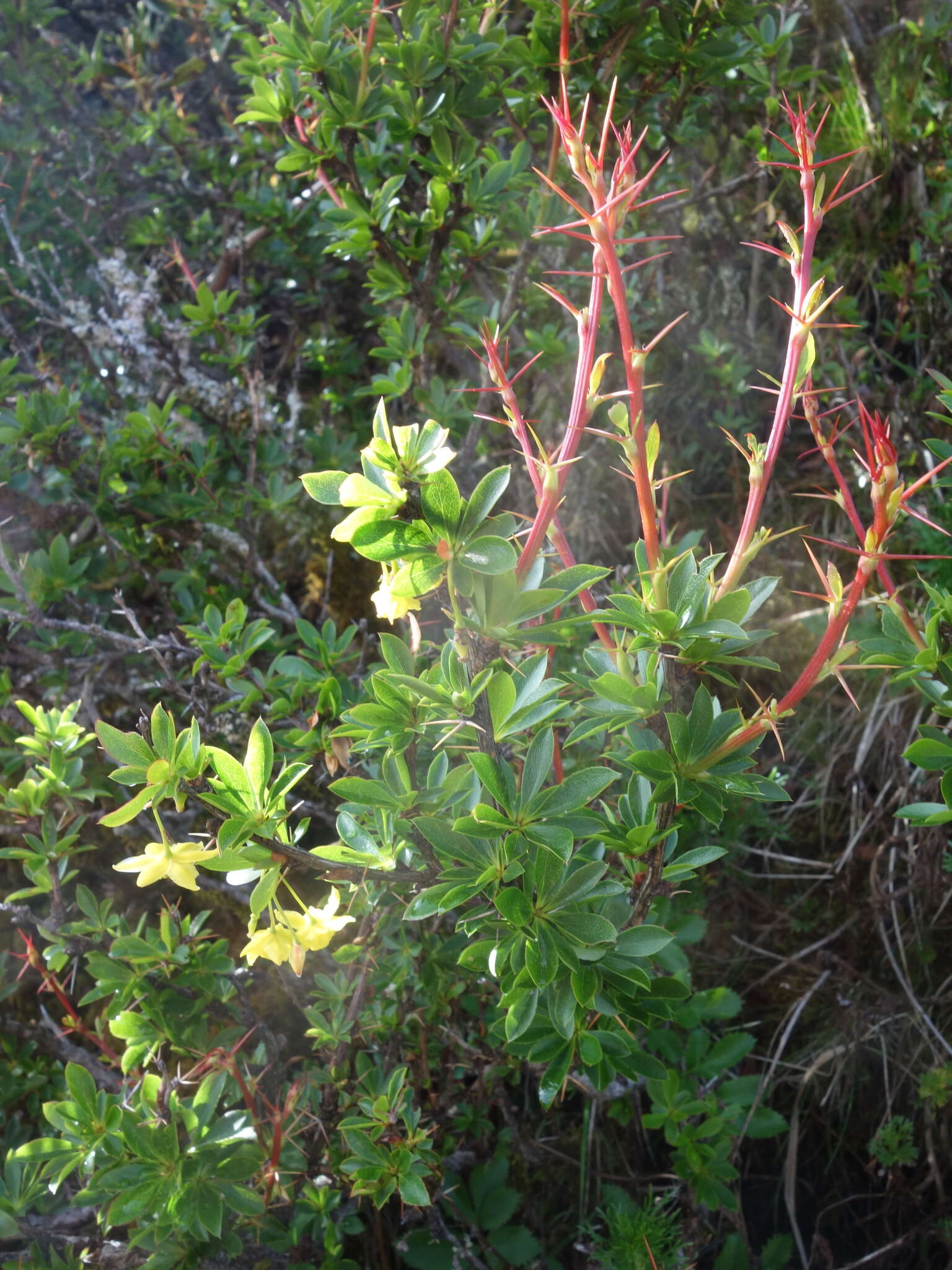 Image de Berberis morrisonensis Hayata