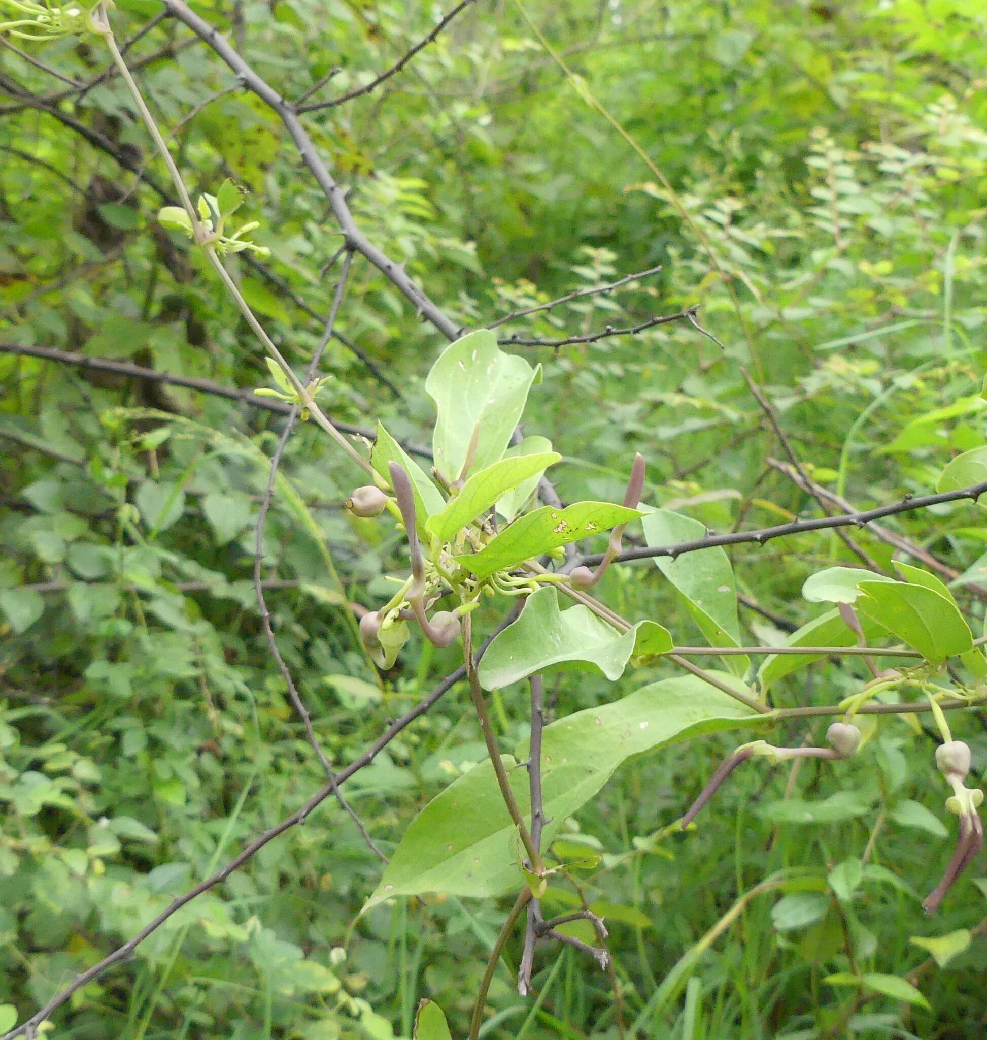 Image of Aristolochia indica L.