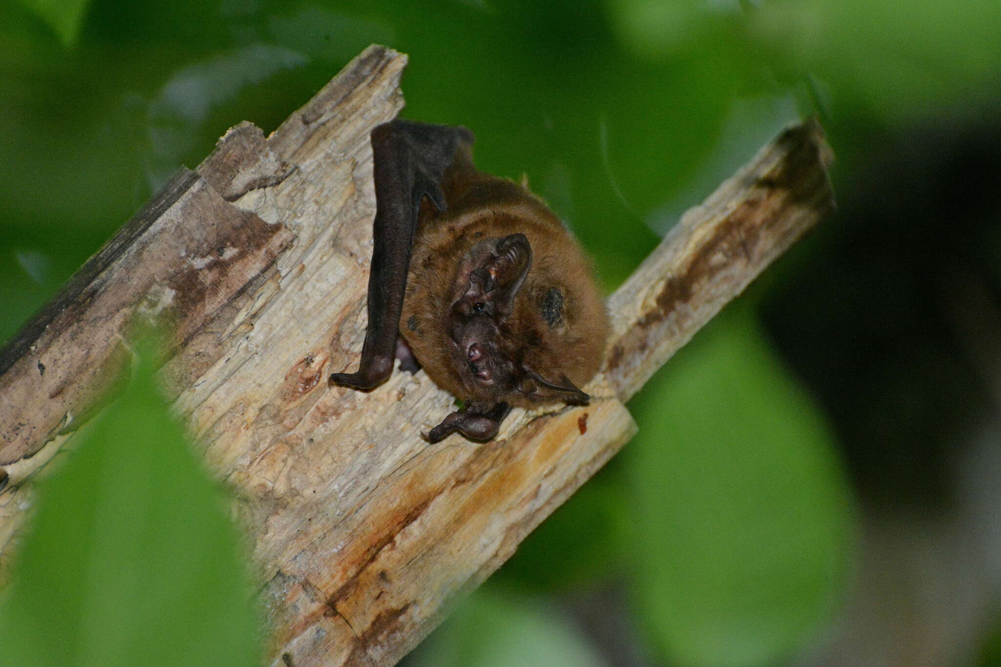 صورة خفاش نوكتول الكبير