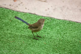 Image of Splendid Fairywren