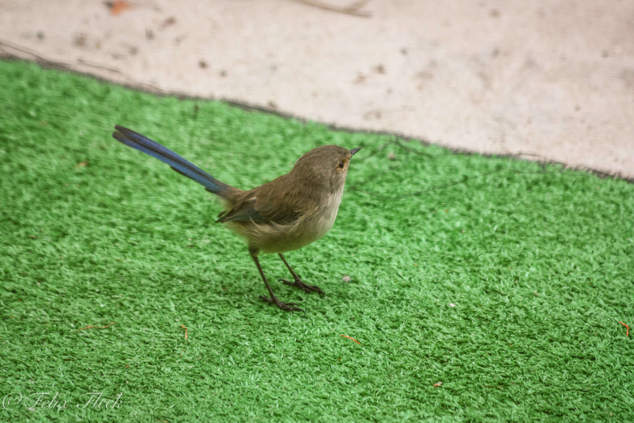 Image of Splendid Fairywren