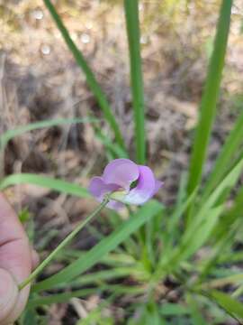 Слика од Vigna vexillata var. youngiana Bailey