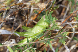 Austracris basalis (Walker & F. 1870) resmi