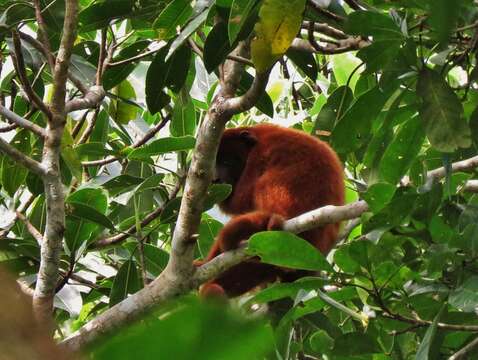 Image de Alouatta sara Elliot 1910