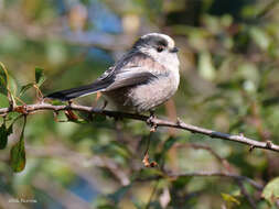 Слика од Aegithalos caudatus rosaceus Mathews 1938