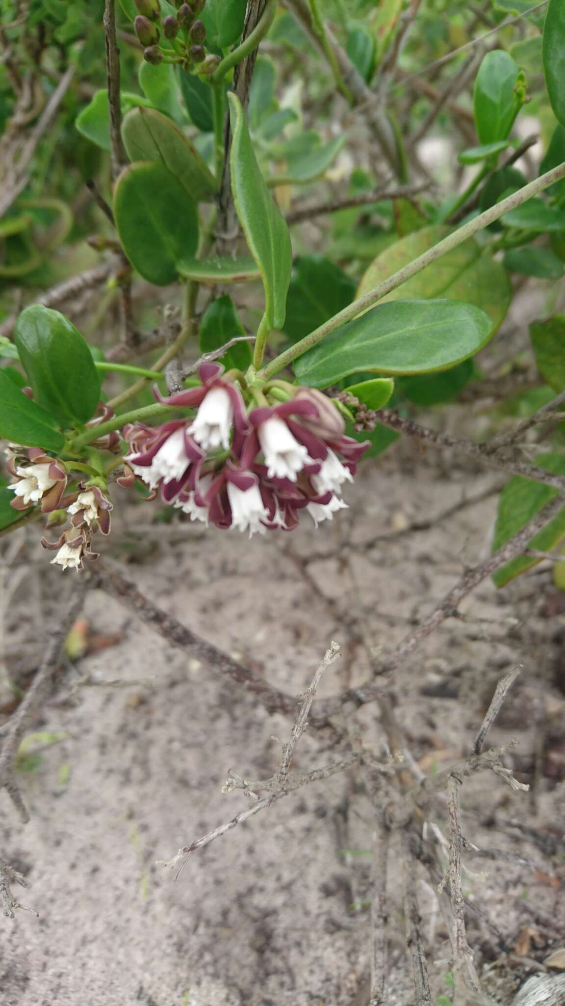 Слика од Cynanchum africanum (L.) Hoffmgg.