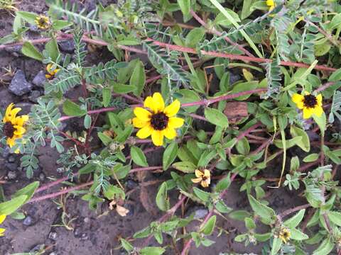 Image of Mexican creeping zinnia