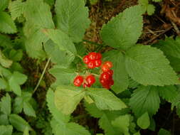 Image of Stone Bramble