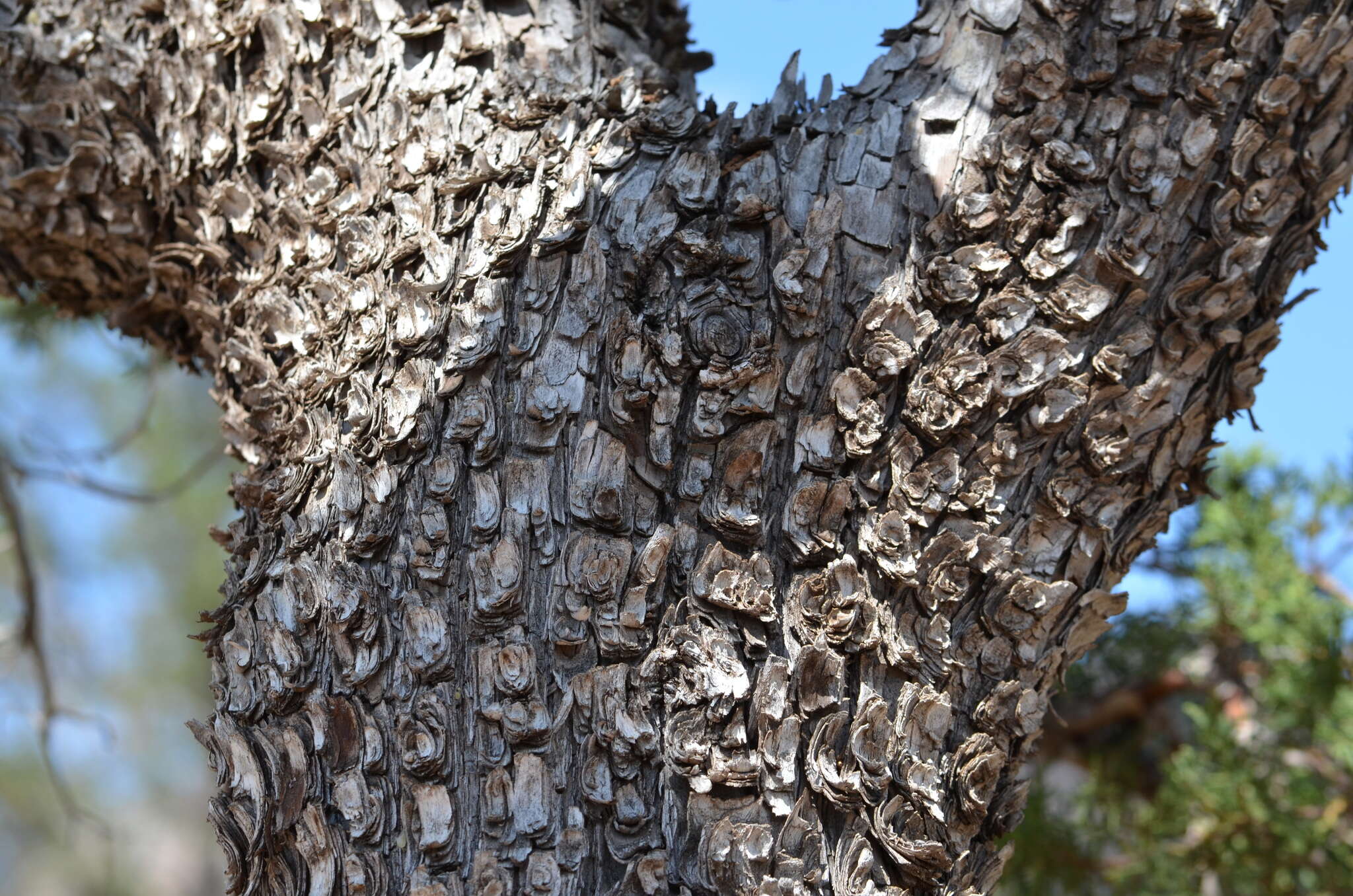 Juniperus deppeana Steud. resmi