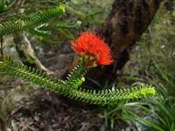 Image of Sand bottlebrush