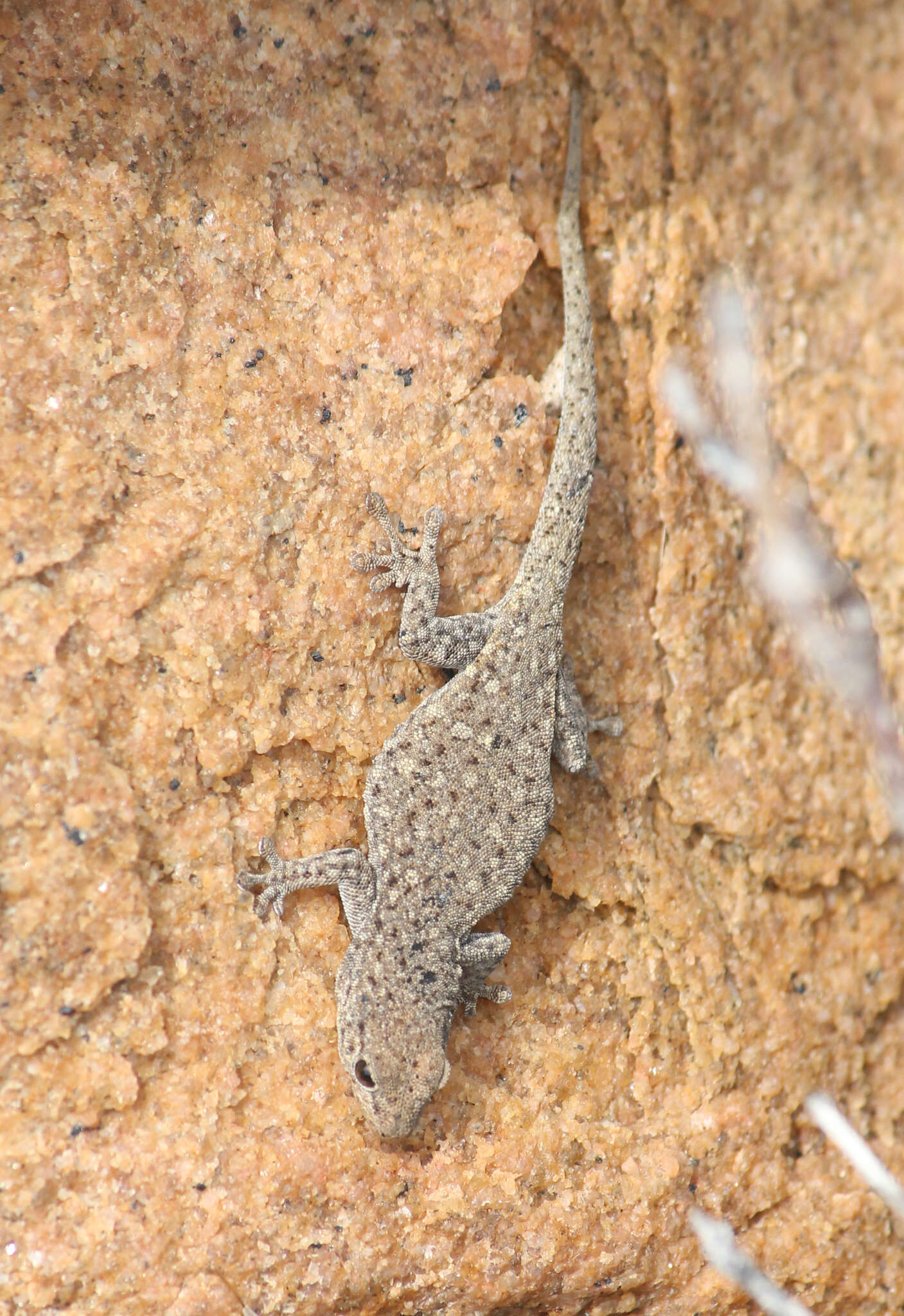 Image of Namaqua Day Gecko