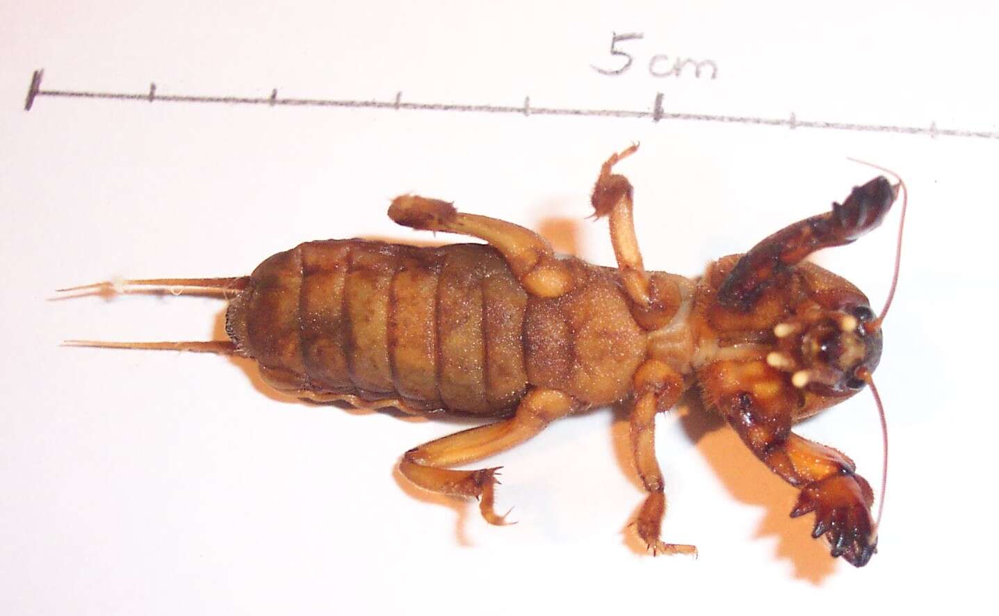 Image of European Mole Cricket