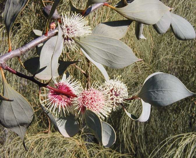 Image of pincushion tree