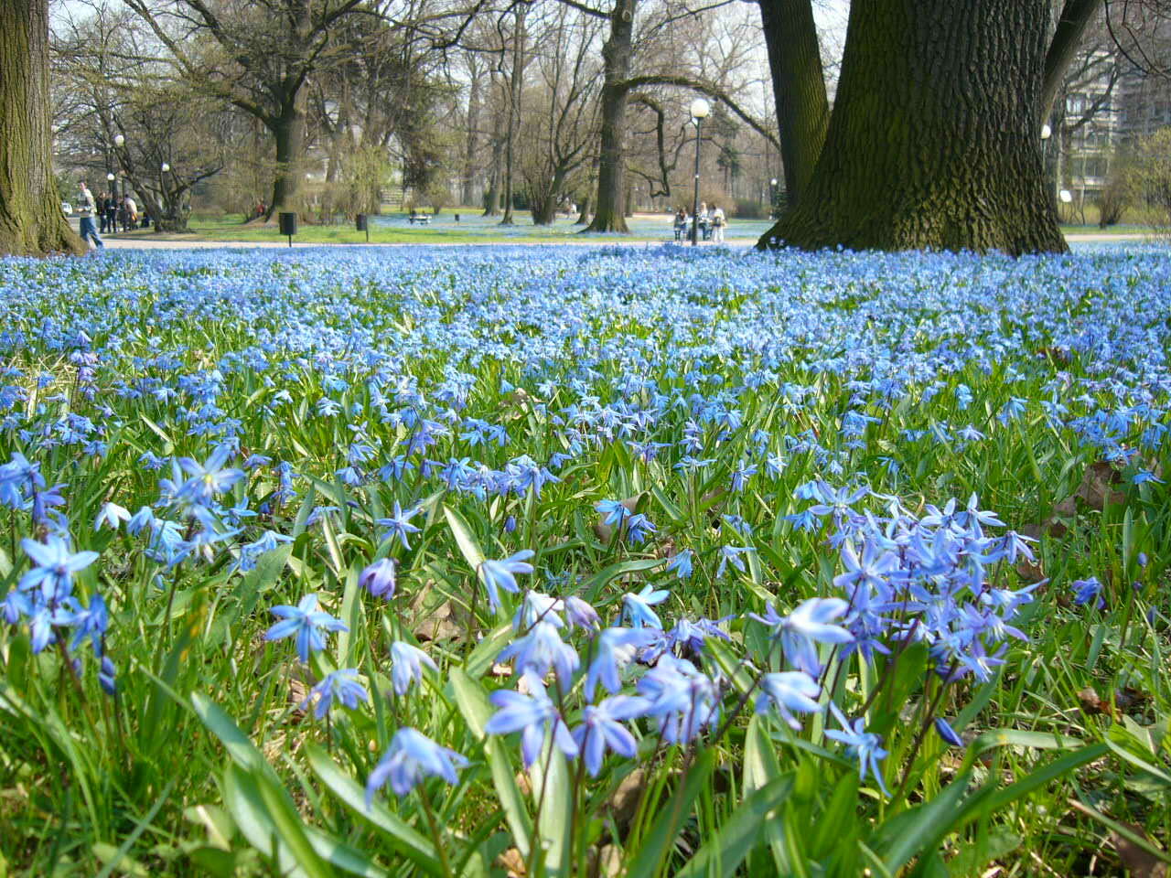 Image of Siberian squill