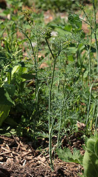 Image of dill