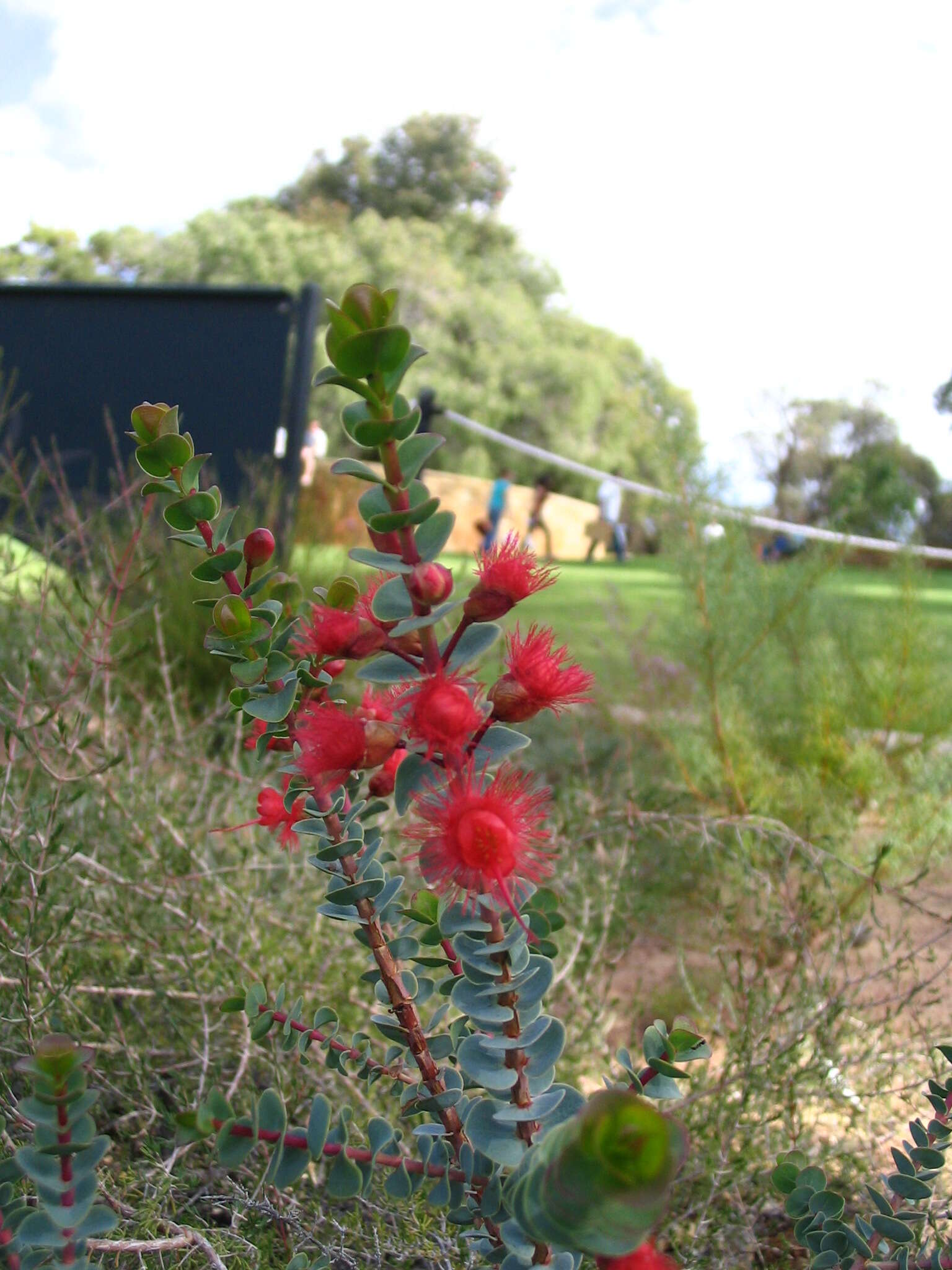 Image of Verticordia grandis Drumm.