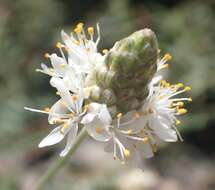 Image of Lumholtz's prairie clover