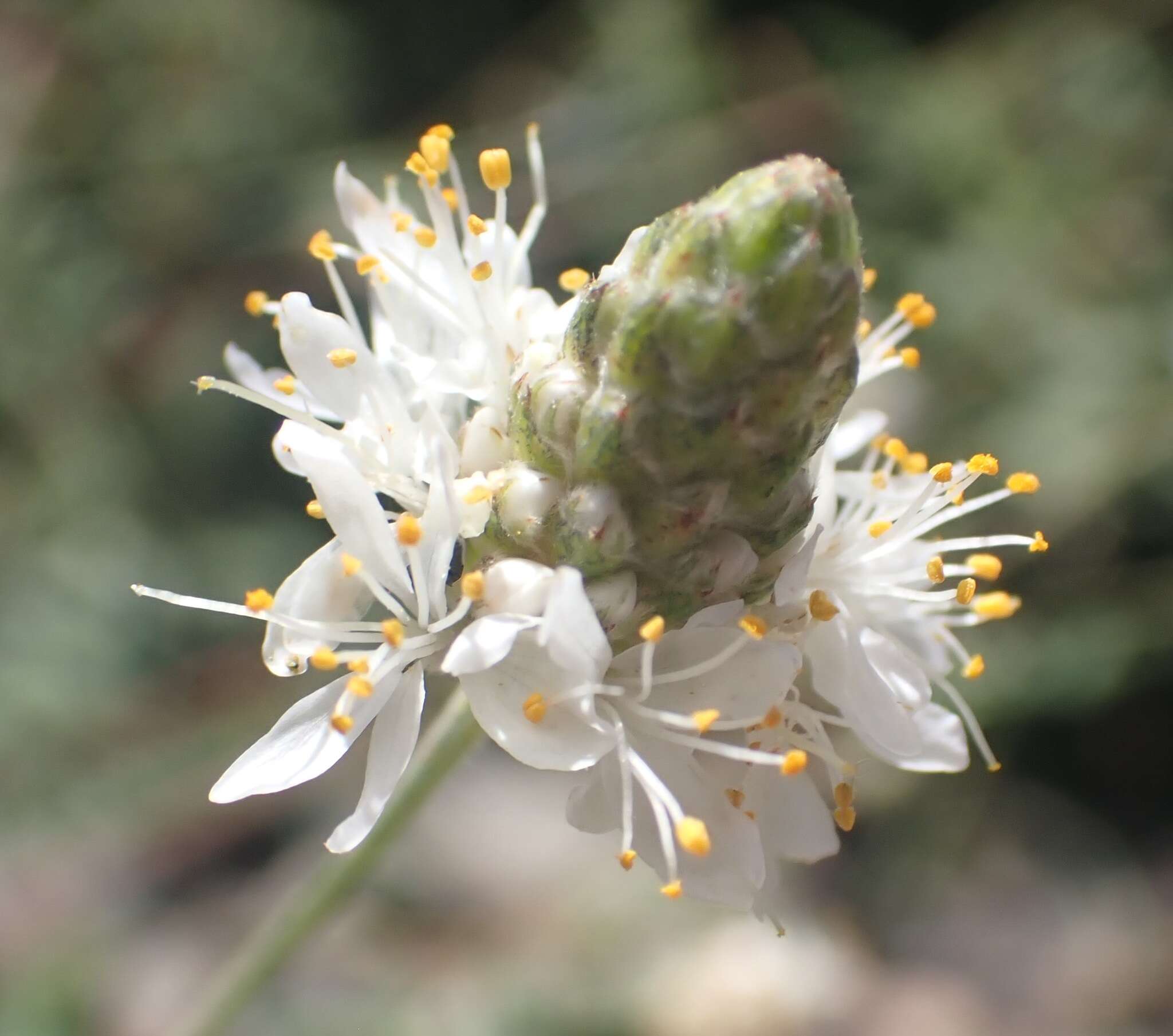 Слика од Dalea lumholtzii Robinson & Fernald