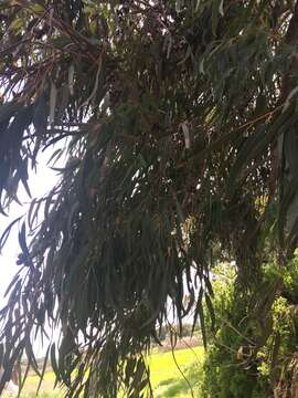 Sivun Eucalyptus gomphocephala A. Cunn. ex DC. kuva