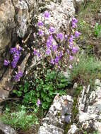 Image of Campanula kolenatiana C. A. Mey. ex Rupr.