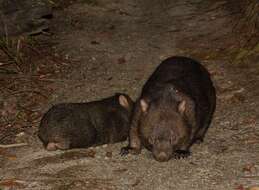 Image of Bare-nosed Wombats