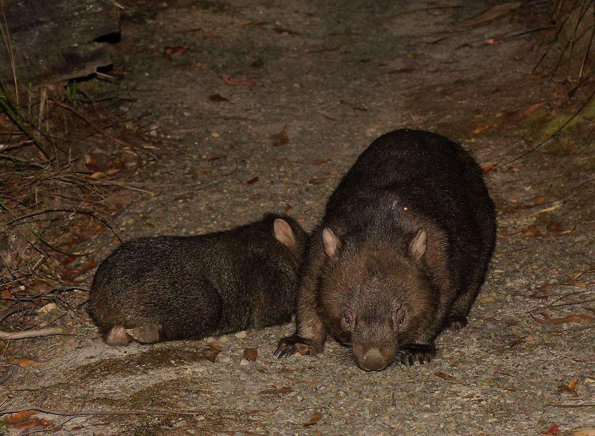 Image of Bare-nosed Wombats