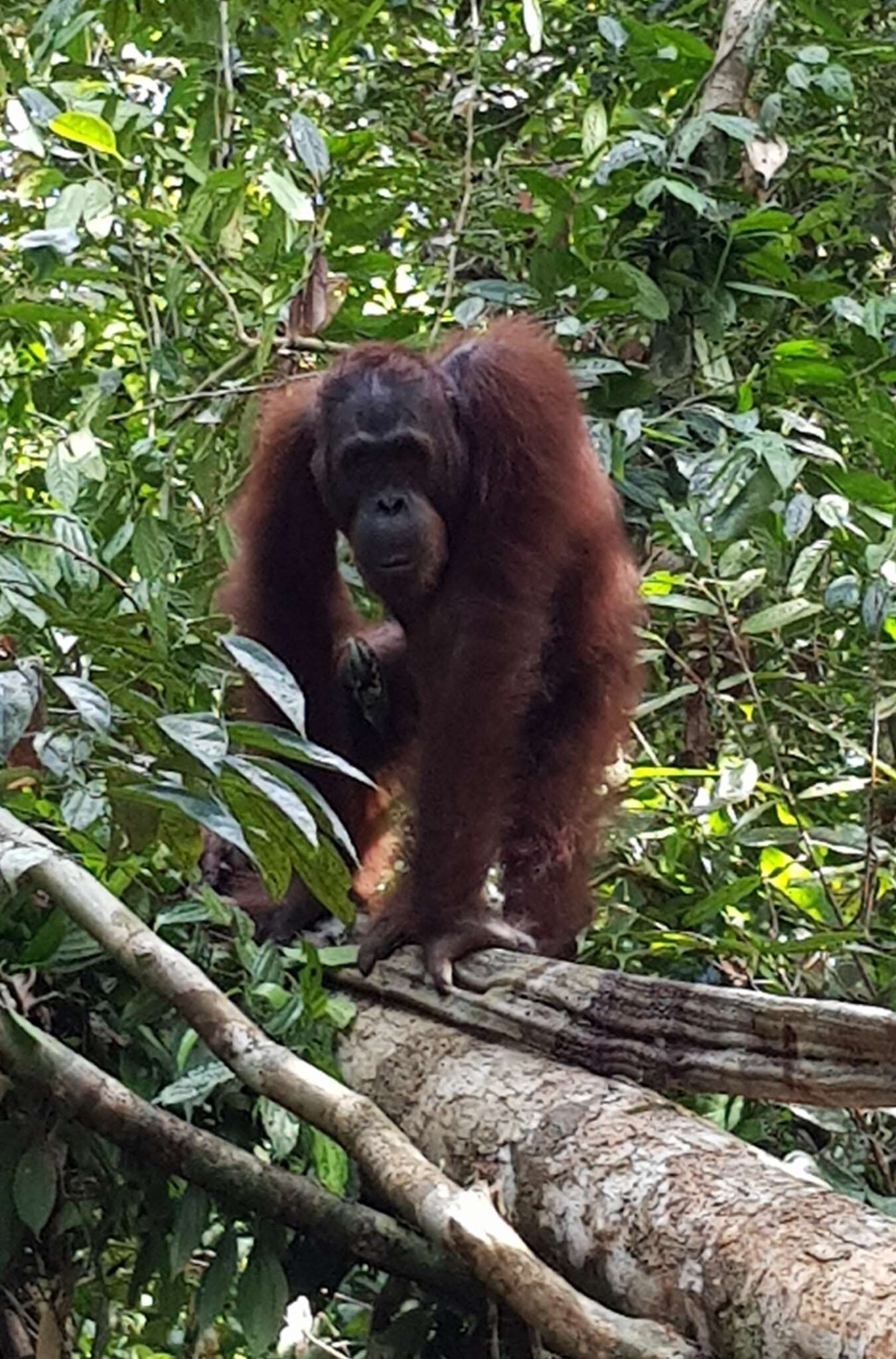 Image of Pongo pygmaeus pygmaeus (Linnaeus 1760)