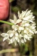 Image of Cephalaria humilis (Thunb.) Roem. & Schult.