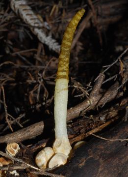 Image of <i>Mutinus borneensis</i> Ces. 1879